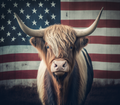 Highland Cow - American Pride