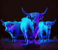 Highland Cow - Neon Trio