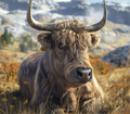 Highland Cow - Mountain Meadow