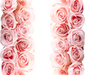Pink Rose Tumbler - Customizable