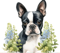 Boston Terrier with Blue Wildflowers