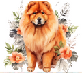 Chow Chow